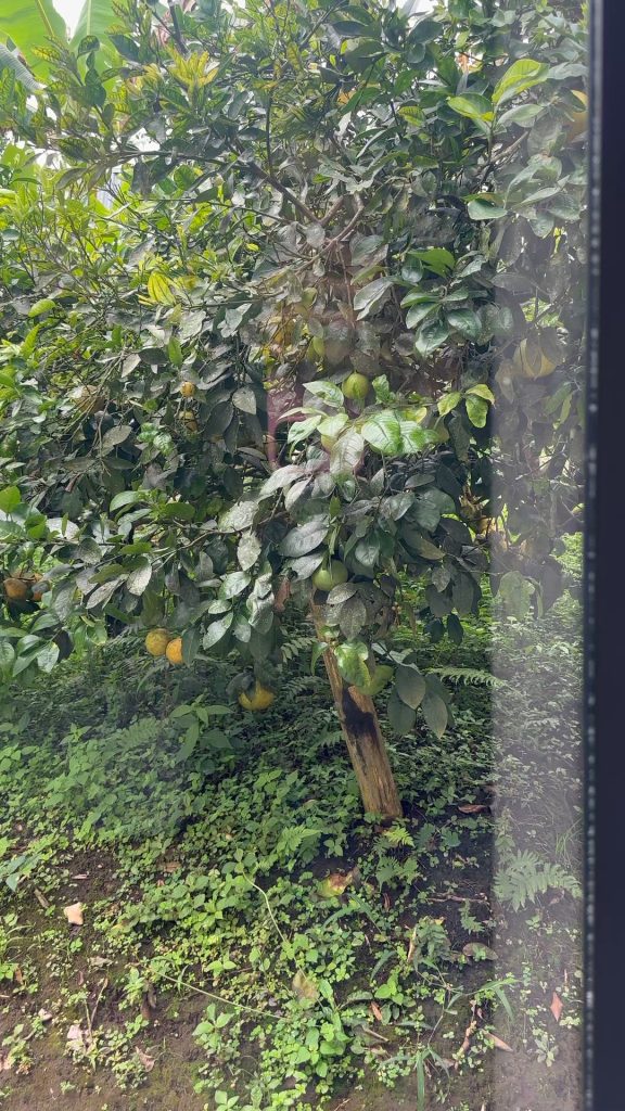 Saradoll8 – Oops! a view of my neighbor’s house in the winged forest
